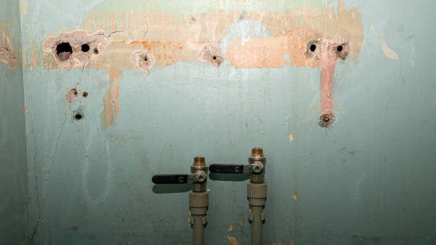 Best Mold removal after water damage  in Orida City, FL