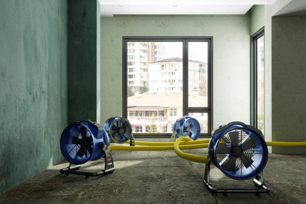 Best Professional water damage repair  in Orida City, FL